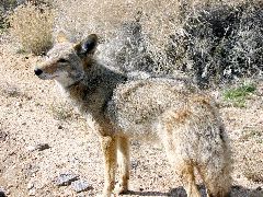 coyote, Joshua Tree Natl Park