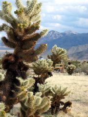 Joshua Tree Natl Park