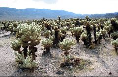 chollas, Joshua Tree Natl Park