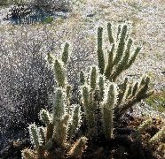 cholla, Anza-Borrego Desert
