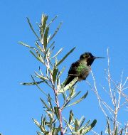 hummingbird, Anza-Borrego Desert