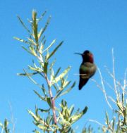 IMG_1351.JPG