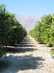 citrus grove bordering the Anza-Borrego Desert