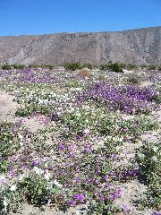 sand verbena and Datura, Anza-Borrego Desert