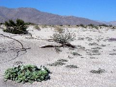 Anza-Borrego Desert