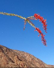 ocotillo, Anza-Borrego Desert