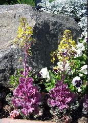 flowers, Old Town Inn, San Diego