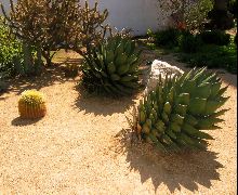 cacti, Old Town, San Diego