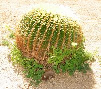 barrel cactus, Old Town, San Diego