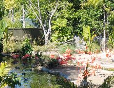 flamingos
