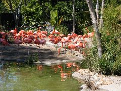 flamingos, San Diego Zoo