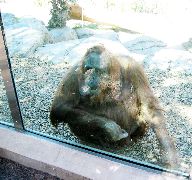 chimp?, San Diego Zoo