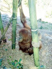 chimp? , San Diego Zoo