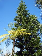 fern tree & Norway pine, San Diego Zoo