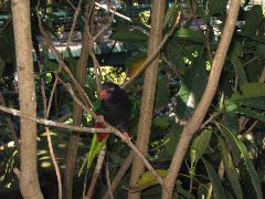San Diego Zoo