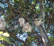 nests in aviary, San Diego Zoo