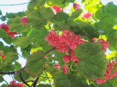 pink hanging blossom tree