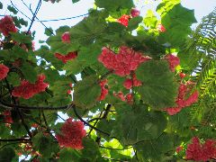 pink hanging blossom tree