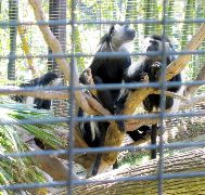 monkeys