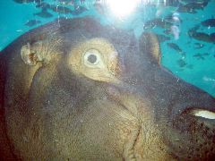 hippo