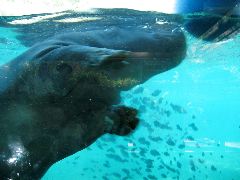 hippo playing with ball