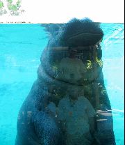 hippo