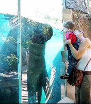 hippo & boy staring at each other
