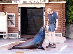 Sea Lion Show