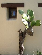 cactus at Torrey Pines Park