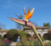 Mission at San Juan Capistrano
