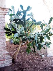 cactus, Capistrano Mission