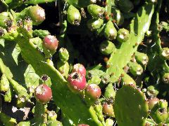 beavertail cactus?, Capistrano Mission