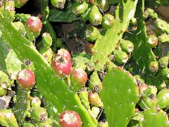 beavertail cactus?, Capistrano Mission
